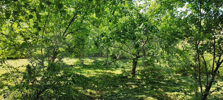 Участок 12 сот. (СНТ, ДНП)