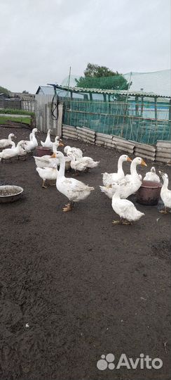 Гуси линда, муларды