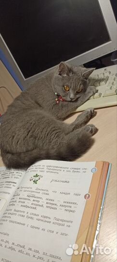 Отдам кошку в добрые руки