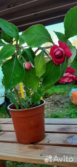 Фуксии, бегония, бальзамин