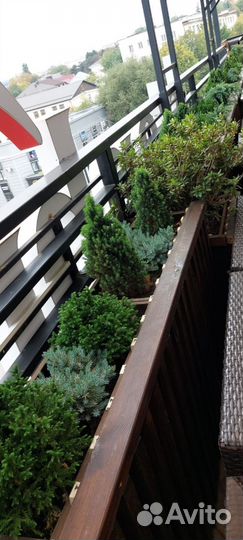 Уличные растения