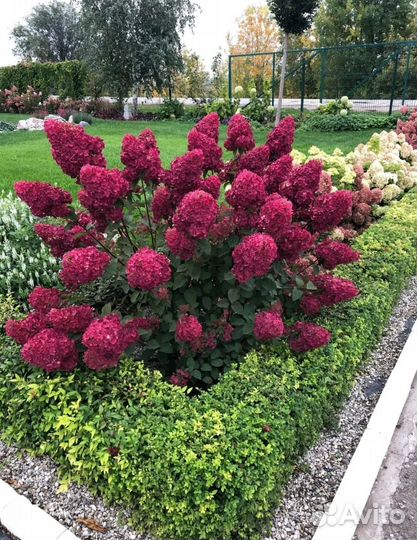 Гортензия Самарская Лидия