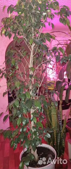 Фикус бенджамина