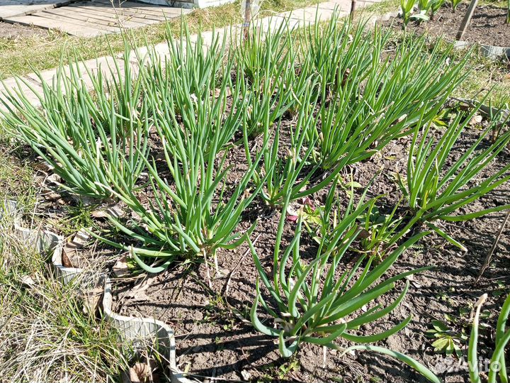 Лук семейный на зелень. Луковицы