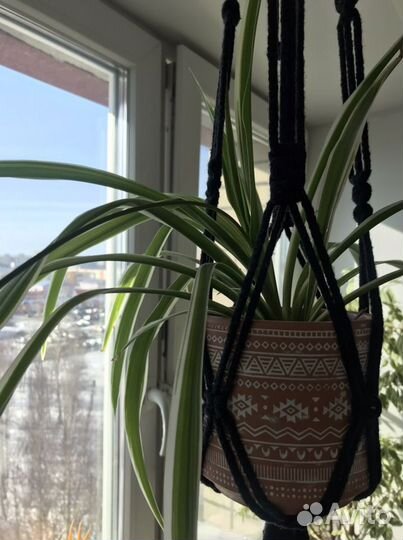 Хлорофитум