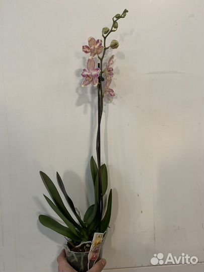 Орхидея фаленопсис бабулетка Торино (бантик)