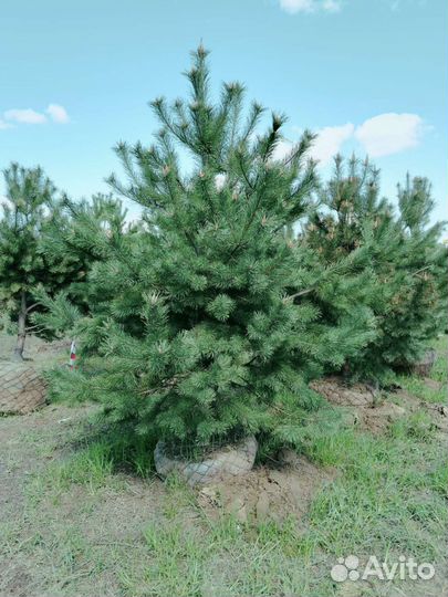 Сосна норвежка