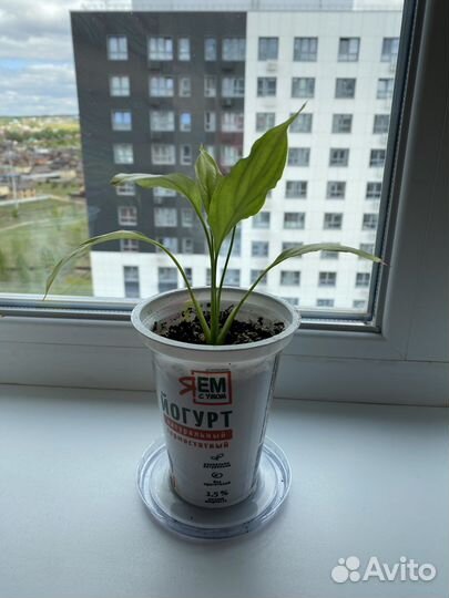 Спатифиллум