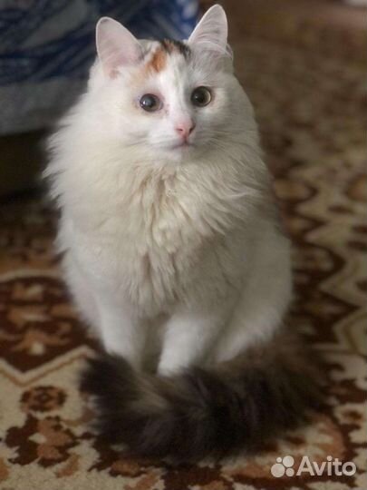 Кошки в добрые руки бесплатно