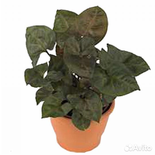 Комнатные цветы растение Сингониум Брокант