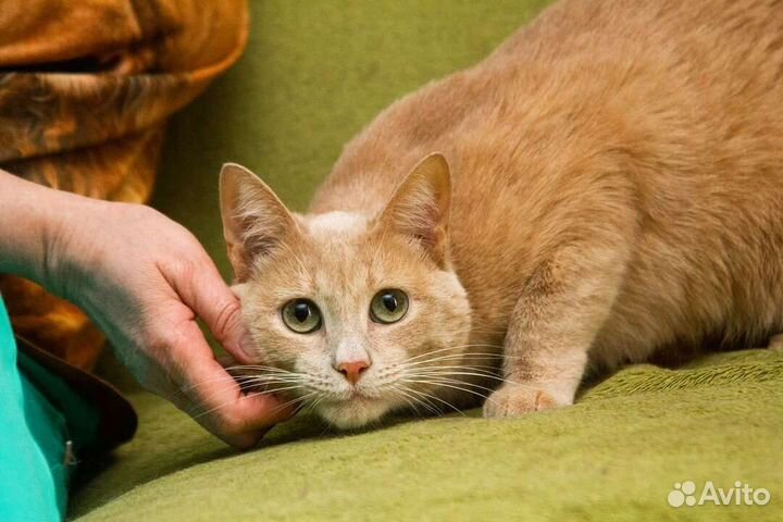 Рыжее солнышко Ричик ищет дом