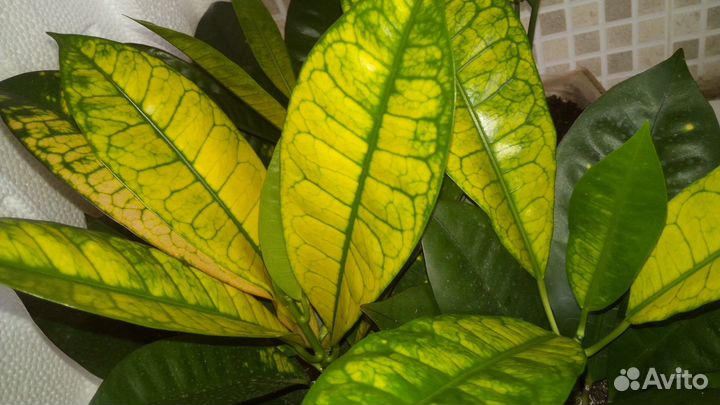 Кротон Миссис Айстон