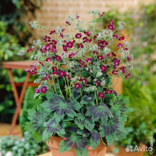 Гиперикум, Синеголовник и др.срезка и в горшке