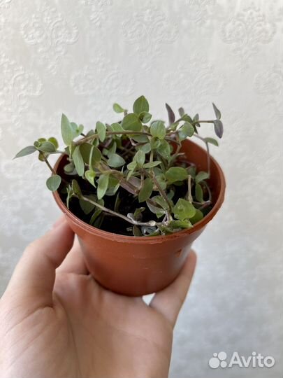 Традексанция мелколистная