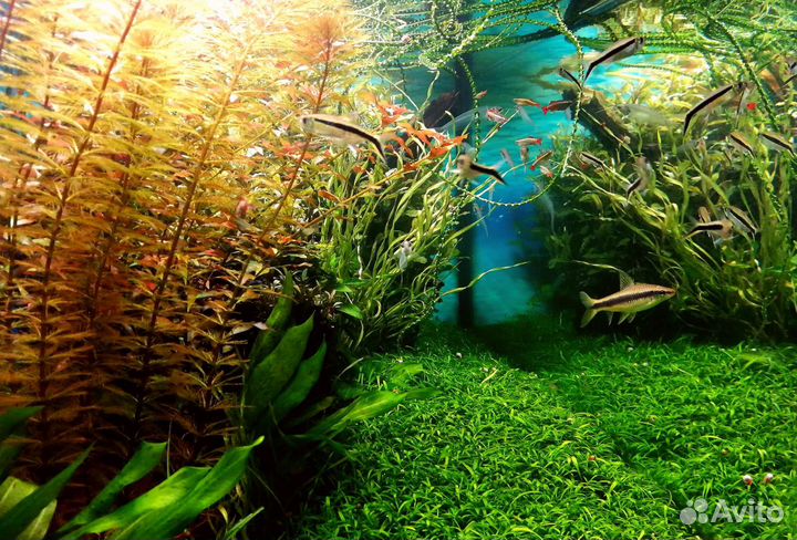 Аквариумные растения и декор