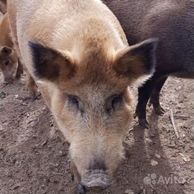 Свиньи породы Мангалица: описание, характеристика, мнения животноводов