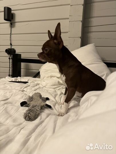 Вязка кобель чихуахуа