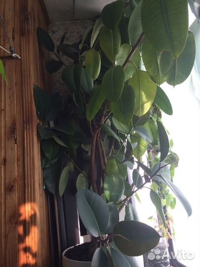 Комнатные цветы