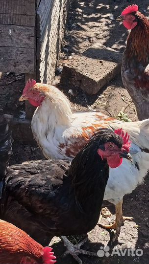 Молодые петушки