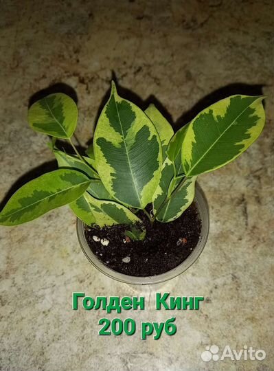 Фикусы сортовые разные