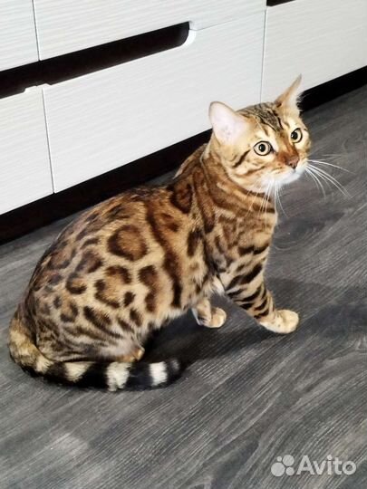 Бенгальский кот вязка