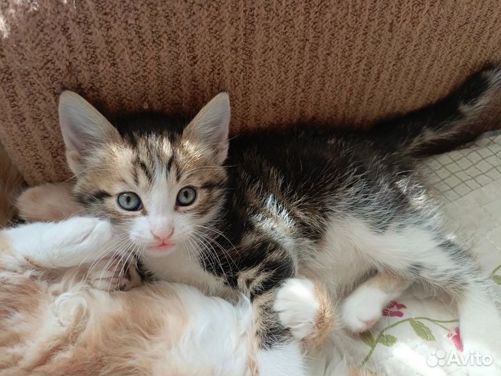 Кошка