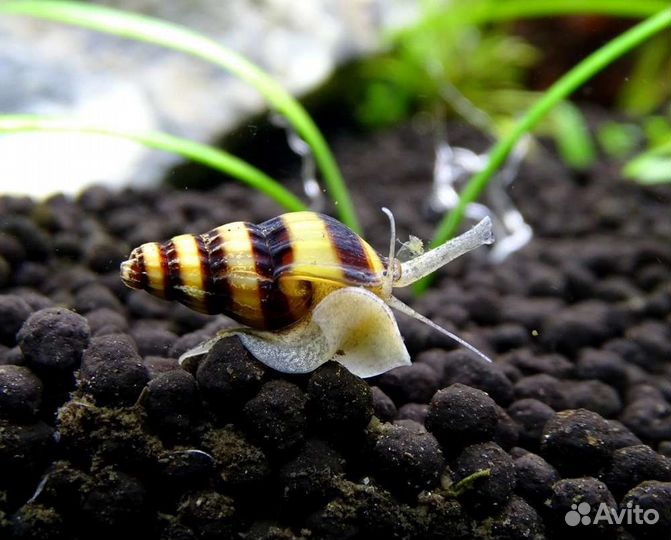 Хелена улитка - поедает мелких улиток в аквариуме