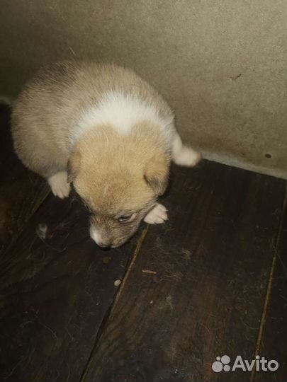 Щенки лайки