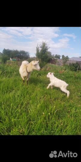 Козлик на племя