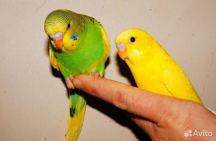 Волнистыe попугаи малыши