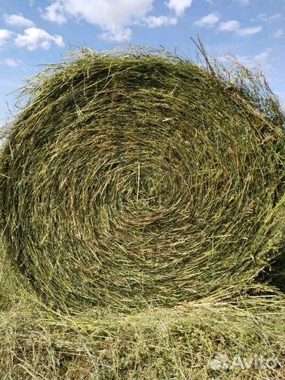 Продам Сено луговое с доставкой