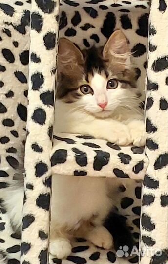 Норвежские лесные котята в дар