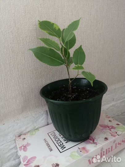 Фикус бенджамина пестролистный