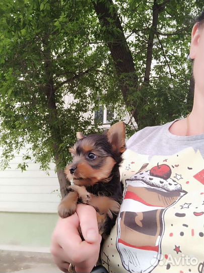 Йоркширские терьеры. доставка из Челябинска