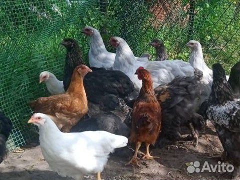 Семья брама