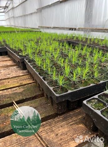Зкс и окс Сосна Ель Лиственница сеянцы Голуб горн
