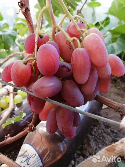 Саженцы Виноград