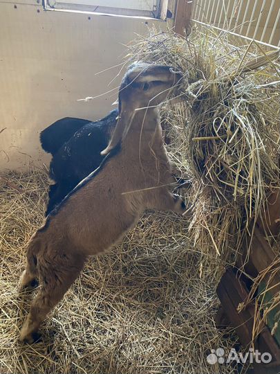 Коза чешская