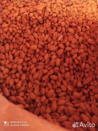 Зерно пшеница