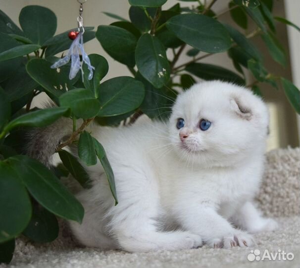 Шотландская