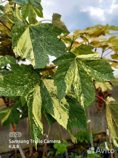 Декоративные растения на штамбе