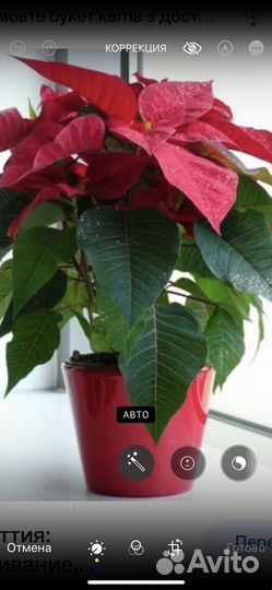 Пуансеттия отростки