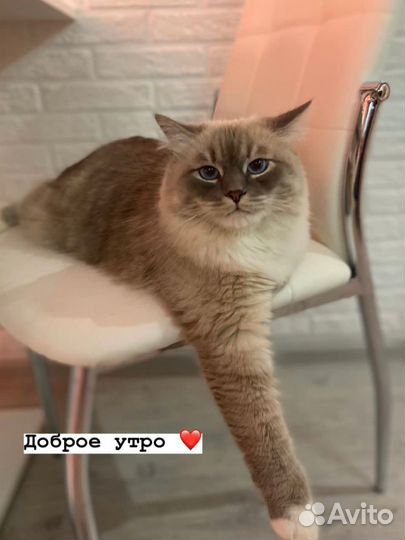 Сибирский кот мальчик
