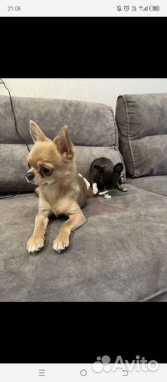 Щенки чихуахуа