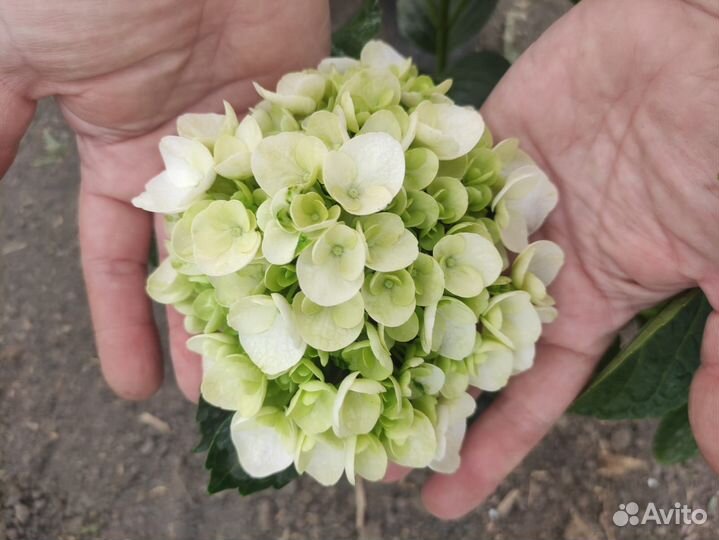 Гортензия крупнолистная