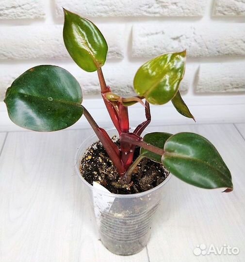 Филодендроны сортовые