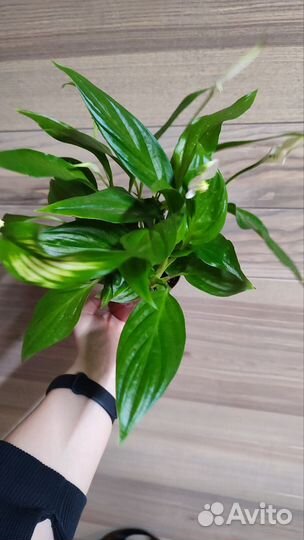 Спатифиллум(женское счастье)