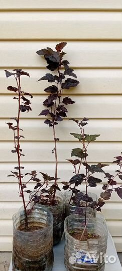 Пузыреплодник сорт Дьяболо