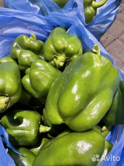 Перец болгарский