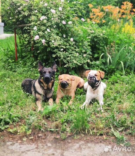 Дрессировка и передержка собак. Сад для щенков